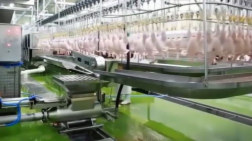 探秘現(xiàn)代化雞肉加工廠 智能化機(jī)械如何重塑食品產(chǎn)業(yè)